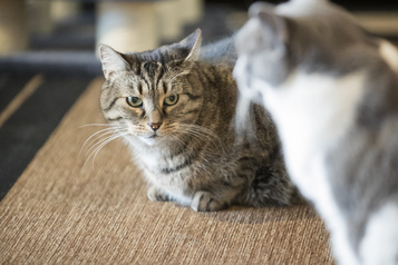 COVID-19 Les animaux de compagnie ont plus de risques d’être infectés par les malades)