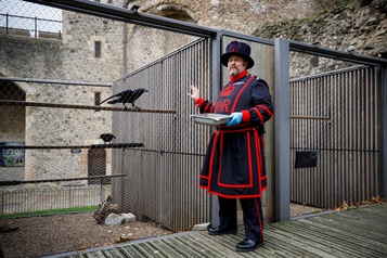 Tour de Londres La mission du « maître des corbeaux » compliquée par la pandémie)