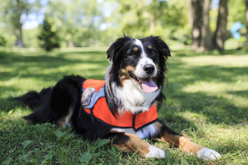 Le berger australien, chien préféré des Français)