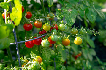 Engouement marqué pour le potager urbain
