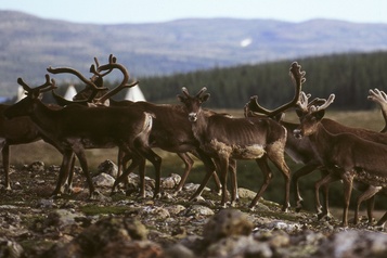 Caribous migrateurs de la rivière George Première augmentation du cheptel en 27 ans)