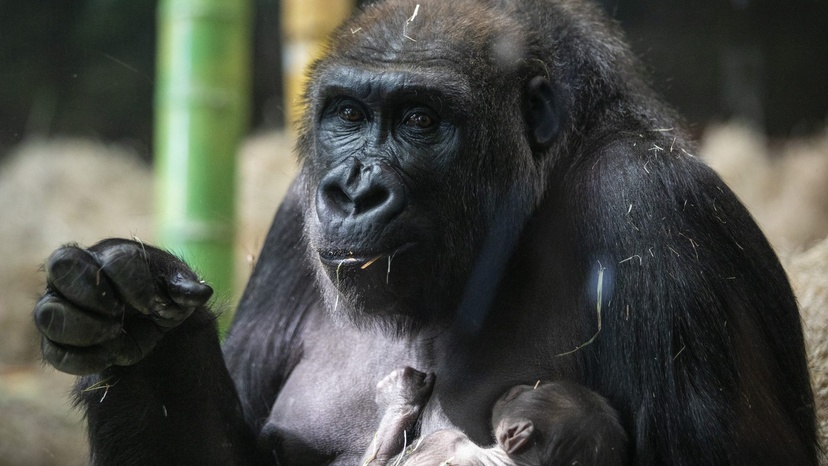Naissance D Un Bebe Gorille Au Zoo De Chicago La Presse