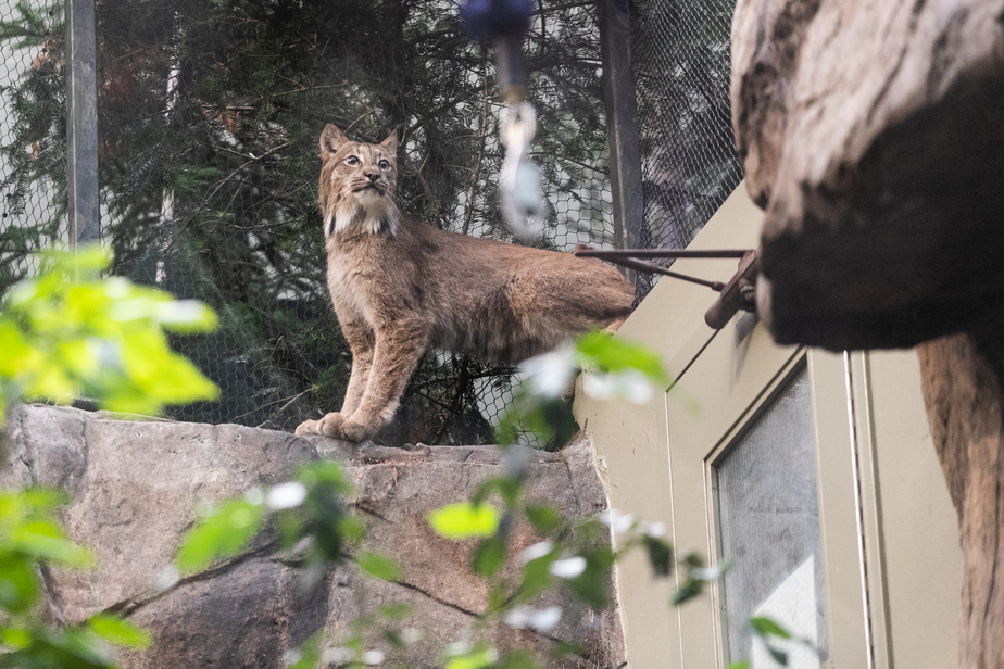 Le lynx jouit désormais d’un habitat plus grand où il peut assouvir ses envies de hauteur. 