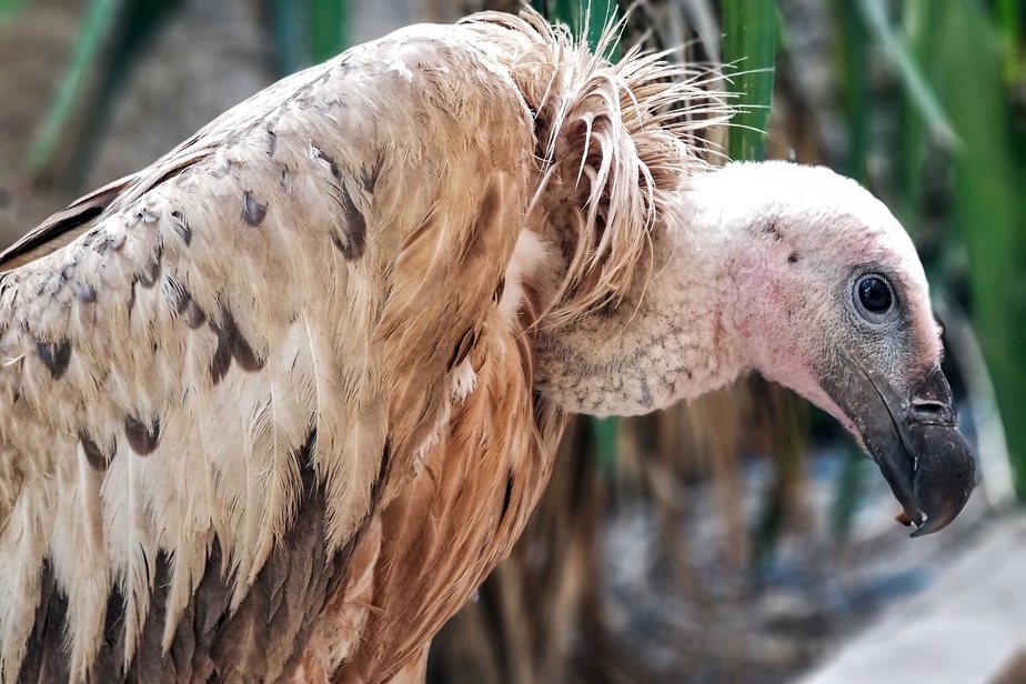 Artificielle noire vautour OISEAU réaliste Taxidermy