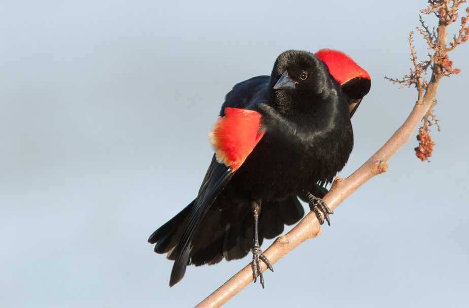 Pleins feux sur… l'observation d'oiseaux, en restant chez soi! - Ministère  des Forêts, de la Faune et des Parcs