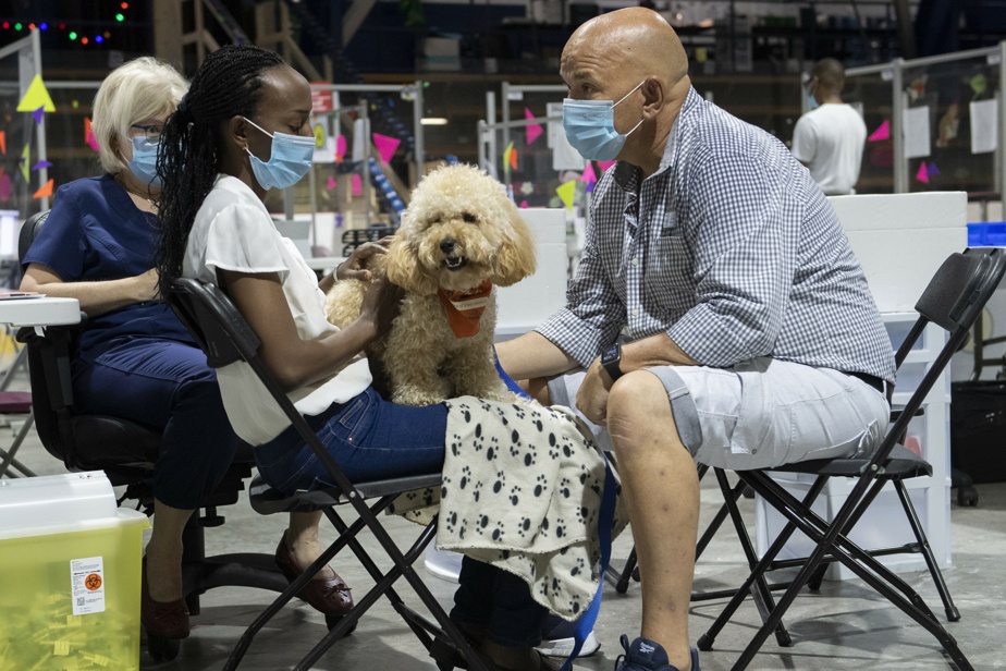 Des petits chiens aident à la vaccination de ceux qui ont des craintes Des petits chiens aident à la vaccination de ceux qui ont des craintes