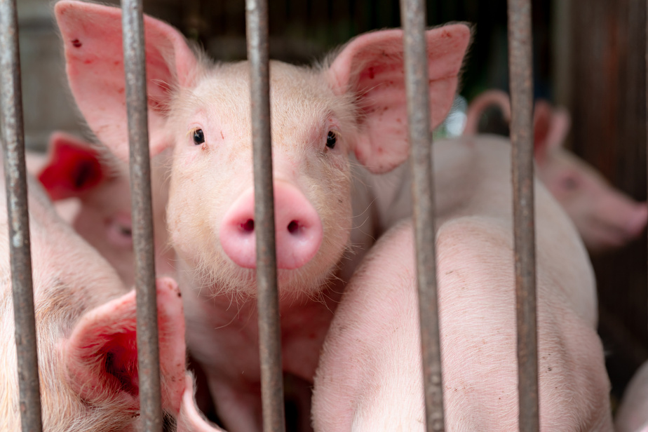 Chine: Ce nouveau virus pourrait être à l'origine de la prochaine pandémie Chine: Ce nouveau virus pourrait être à l'origine de la prochaine pandémie