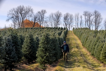 La vraie vie d’un sapin de Noël