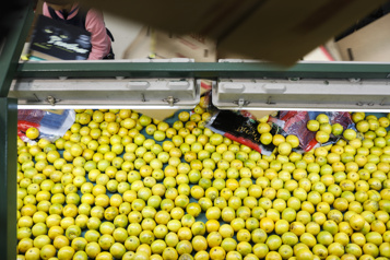  Ce que le déclin des oranges de Floride nous apprend sur l’avenir