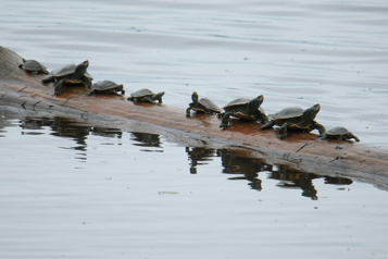  Protéger les tortues grâce à l’IA
