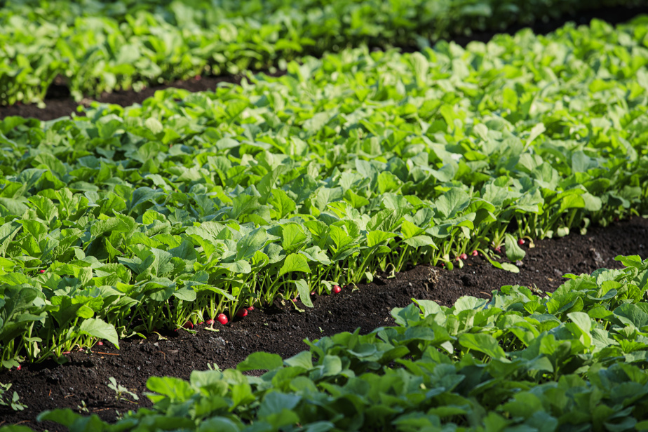 Québec dévoile sa vision bioalimentaire 2025-2035 !