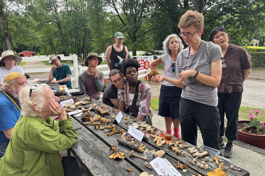 Chasse aux champignons : Une aventure dans le Bronx !