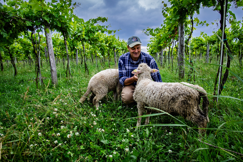 Vignoble Écologique : Le Pari Vert de la Planète Bleue