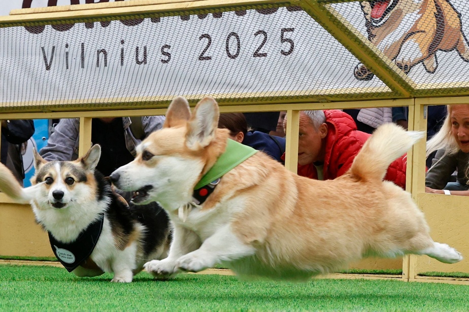 Course de Corgis : Plus de 100 participants en Lituanie !
