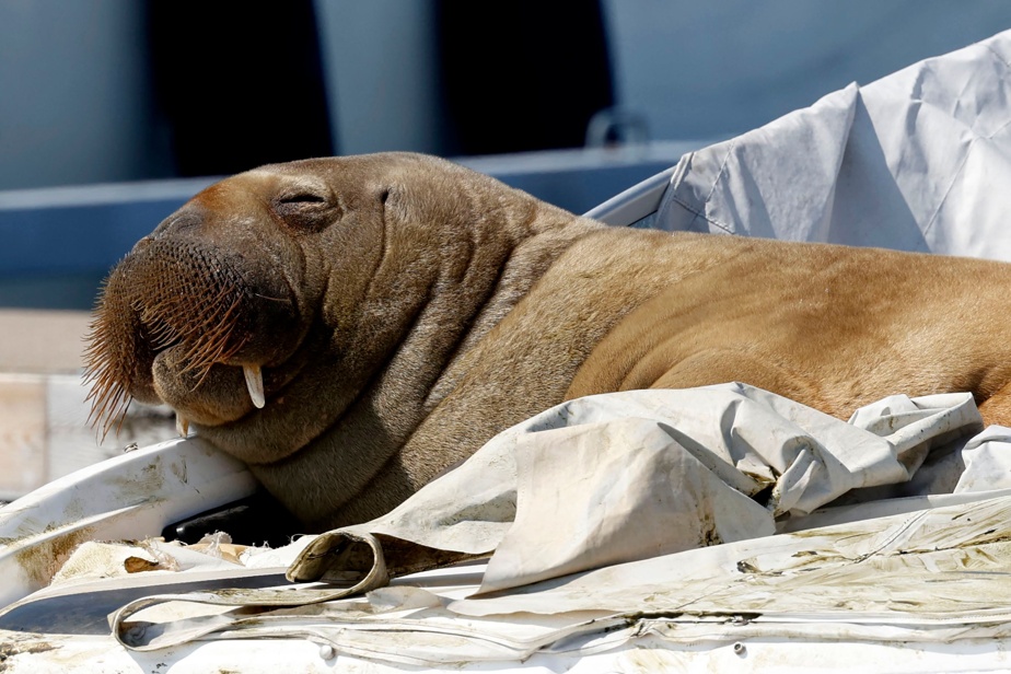 A walrus makes headlines in Norway