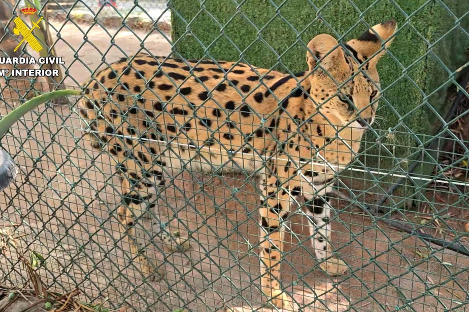 Vente illégale en ligne : lémuriens et espèces protégées en Espagne