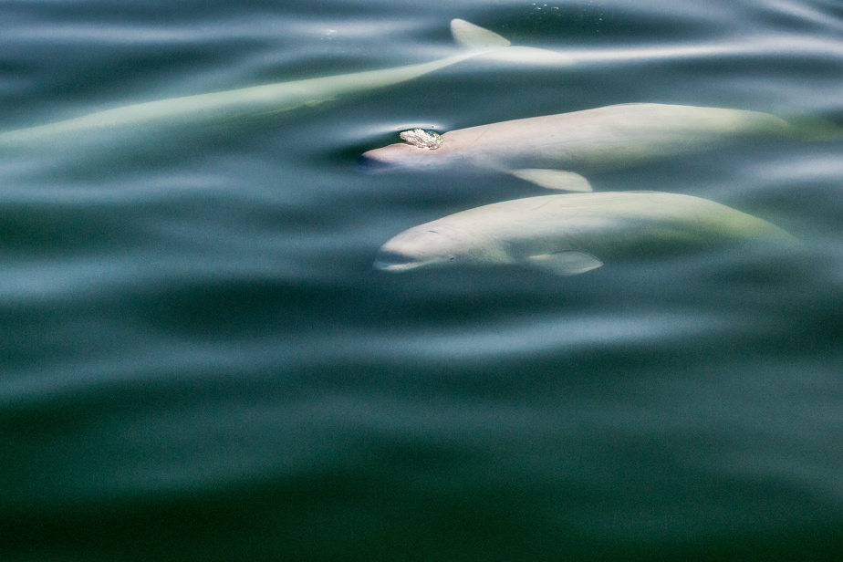 Guide sur les mammifères marins du Québec | Quoi de neuf du côté des baleines ? image